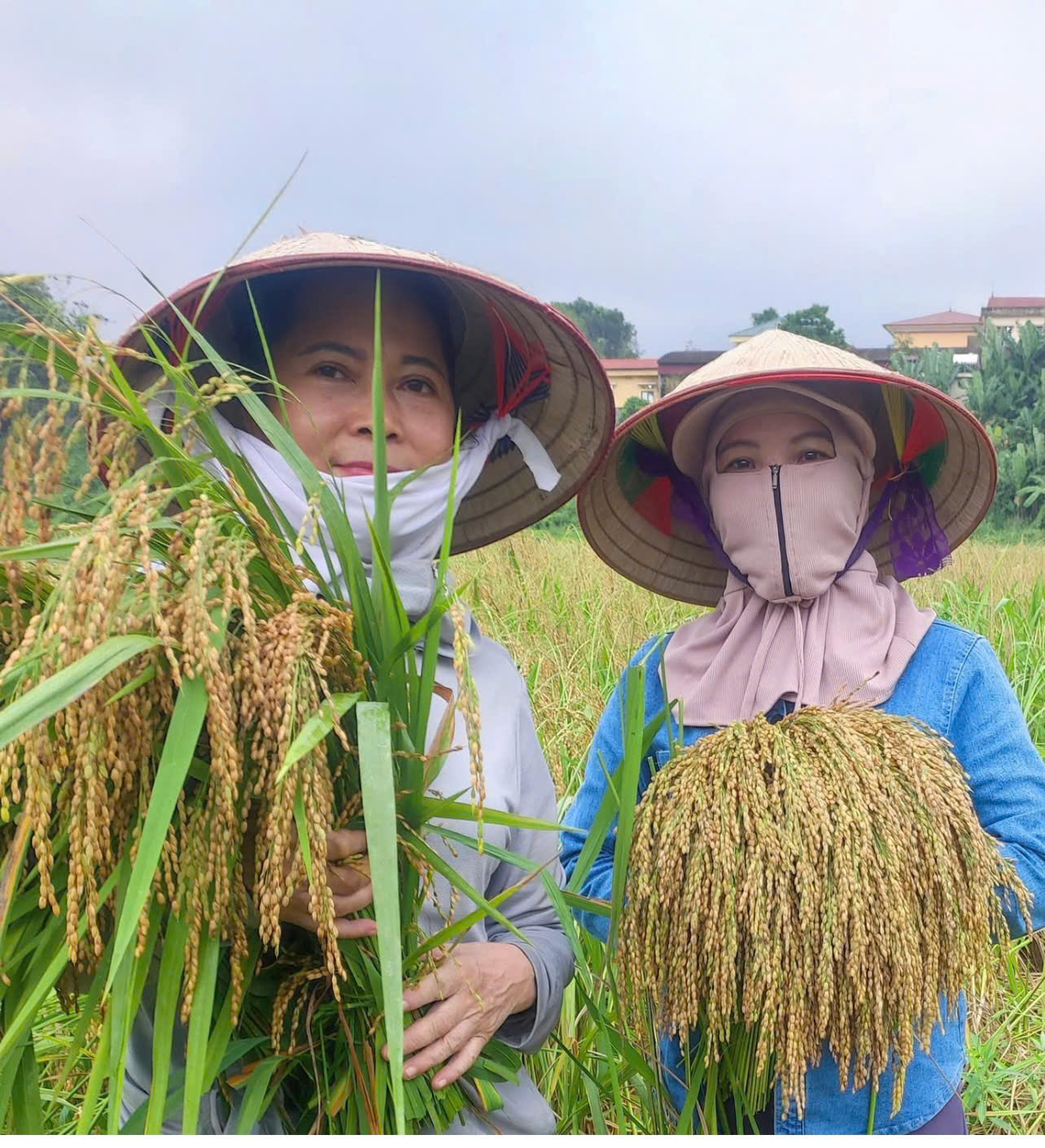 Phú Thọ: Sản xuất lúa nếp Gà Gáy theo hướng hữu cơ - Hướng đến nông nghiệp sạch, bền vững